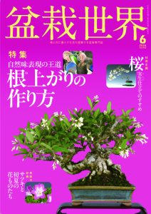 盆栽世界 2026年6月号